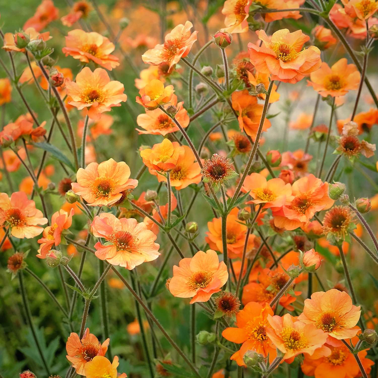 Tarhakellukka 'Princess Juliana'